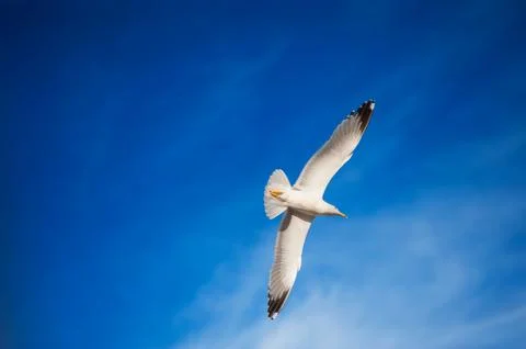 Seagull flying Stock Photos