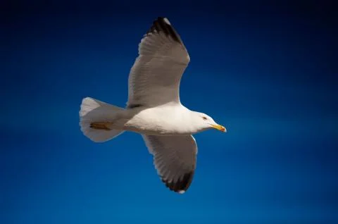 Seagull flying Stock Photos