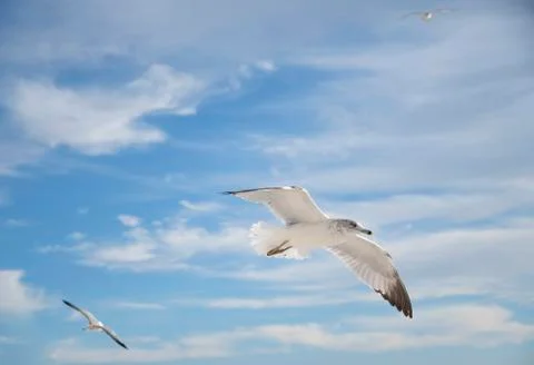 Seagull flying 写真素材