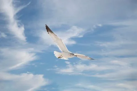 Seagull flying 写真素材