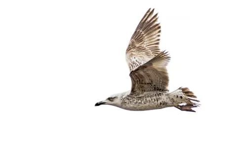 Seagull flying Stock Photos