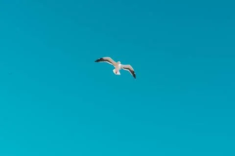 A  seagull flying Stock Photos
