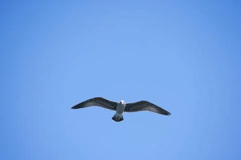 Seagull Flying Foto stock