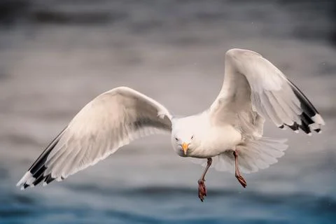 A seagull flying 写真素材