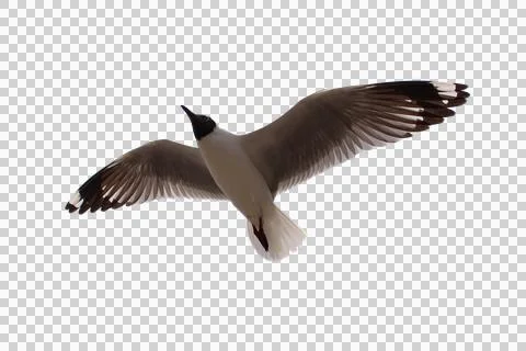 Seagull flying Foto stock