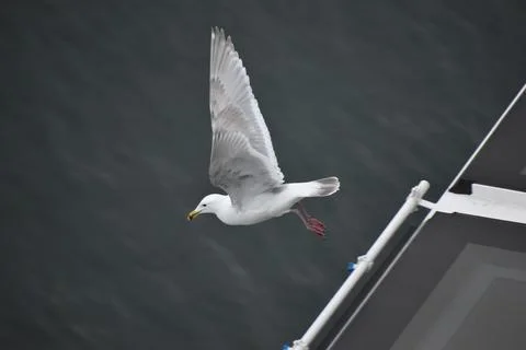 Seagull flying Stock Photos