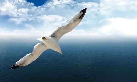 Seagull is flying Stock Photos