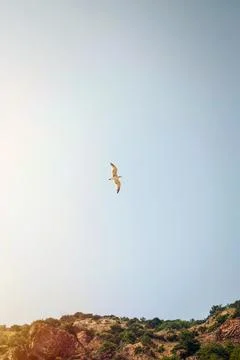 The seagull is flying 스톡 사진