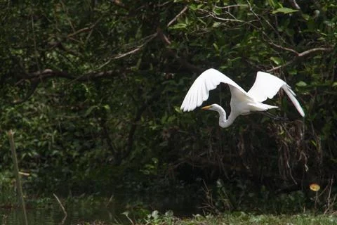 Seagull flying Stock Photos