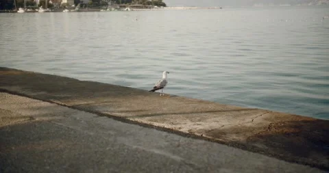 Seagull flying off from the pier 動画素材 141745398