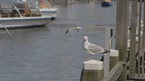 Seagull flying in the port Stock Footage 36738160