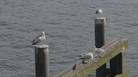 Seagull flying in the port Stock Footage 36899837