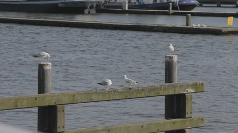 Seagull flying in the port Stock Footage 36899934