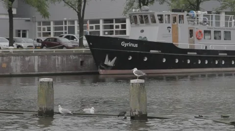 Seagull flying in the port Stock Footage 41450904