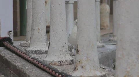 Seagull flying in the port Video stock 42678976