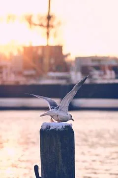 Seagull flying off from post Stock Photos