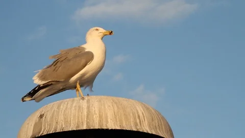Seagull Flying Resting on Sky Background Stock Footage 93474085
