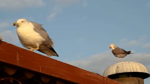 Seagull Flying Resting on Sky Background Video stock 93474357
