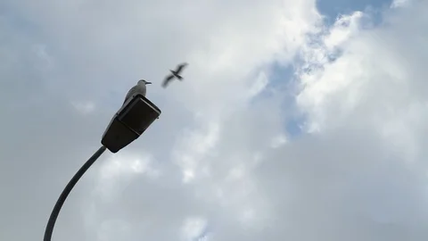 Seagull Flying Resting on Sky Background Stock Footage 93474420