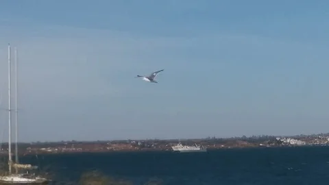 Seagull Flying in the river of Ayamonte Video stock 79853551