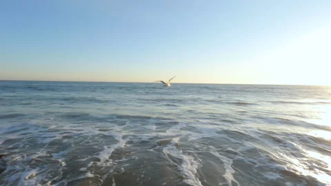 A seagull flying off of a rock at sunset Stock Footage 167775645