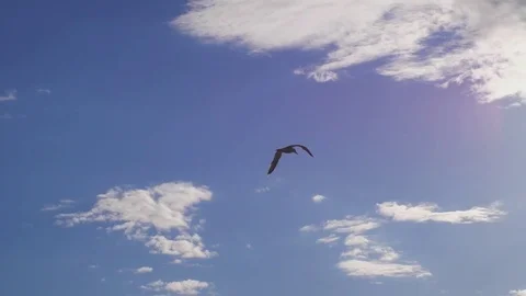 Seagull flying in the sea. Beautiful sun over the sea, sun flare. Slow motion Stock Footage