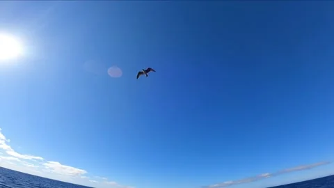Seagull flying in the sea Stock Footage 147457580