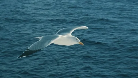 Seagull flying on the sea Stock-Footage 222008088