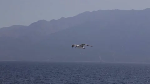 Seagull flying on the Sea Stock Footage 233455710