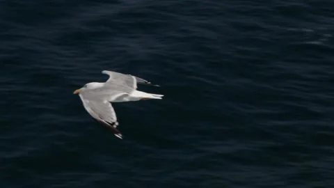 Seagull flying on the Sea Stock Footage 233455721