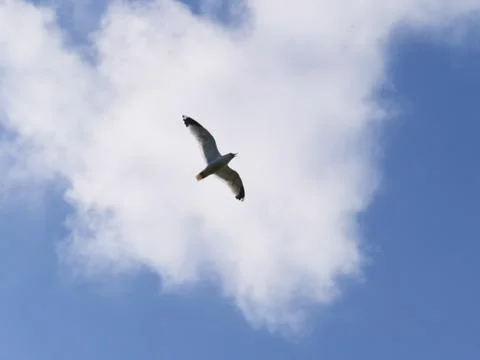A seagull flying in the sky against the background of a small cloud Stock Photos