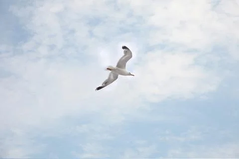 Seagull flying on sky background with clouds Stock Photos
