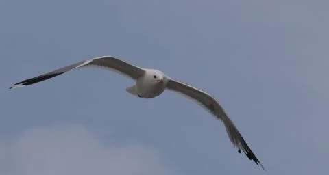 Seagull flying in sky background. Stock Photos