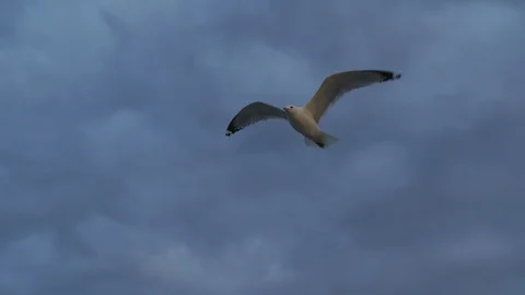 Seagull flying in the sky at dusk Stock Footage 100047386
