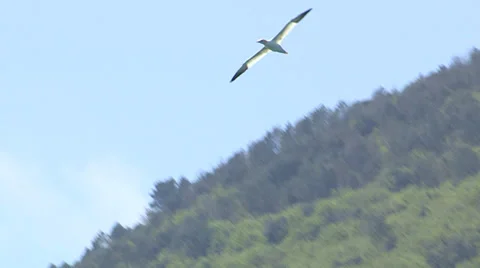 Seagull flying in the sky Stock Footage 32625279