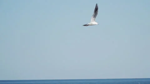 Seagull flying in the sky Stock Footage 67345105