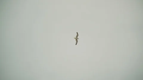 Seagull is flying in the sky 库存影片 113225879