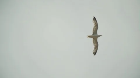 Seagull is flying in the sky Stock Footage 113225912