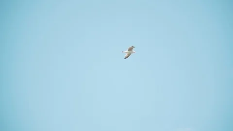 Seagull is flying in the sky Stock Footage 113225925