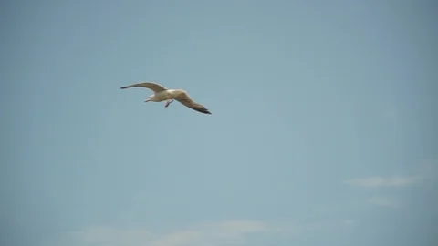 Seagull is flying in the sky 库存影片 113225986