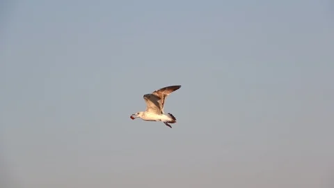 Seagull Flying In The Sky Stock Footage 118535619