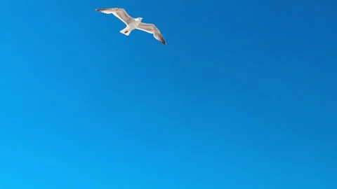 Seagull flying in the sky Stock Footage 277824468