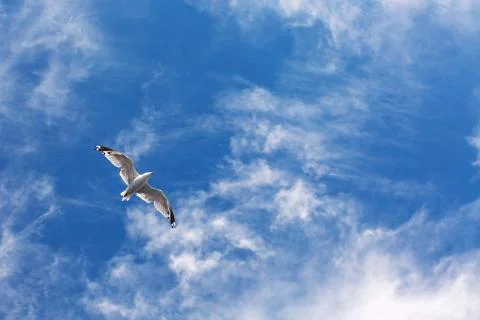 Seagull flying in the sky Foto stock