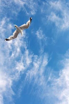 Seagull flying in the sky Stock Photos