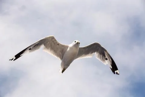 Seagull flying in the sky Stock Photos