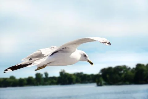 Seagull flying in the sky Stock Photos