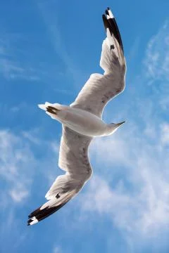 Seagull flying in the sky Stock Photos