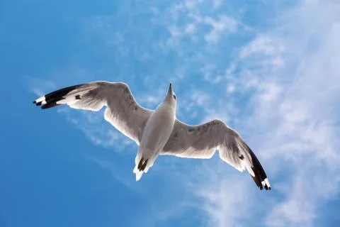 Seagull flying in the sky Stock Photos