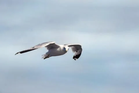 Seagull flying in the sky Stock Photos