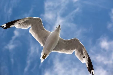 Seagull flying in the sky Stock Photos
